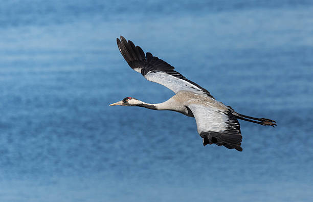Common crane flying above a lake stock photo