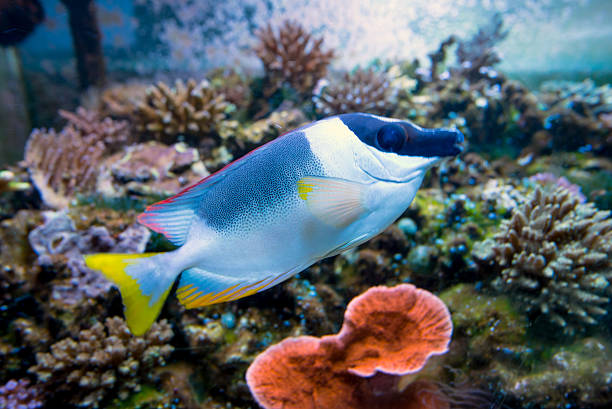 Foxface Reef 280+ Foxface Photos Stock Photos, Pictures & Royalty-Free Images - iStock