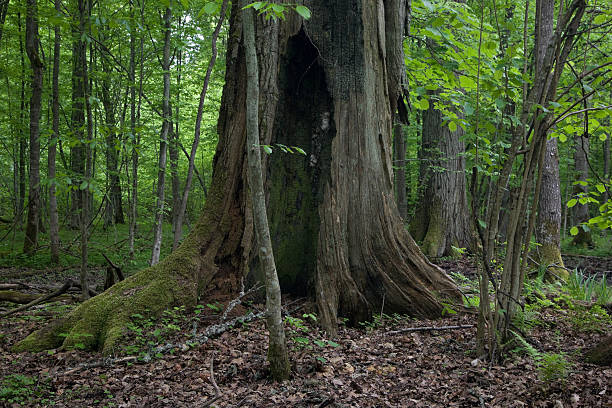 istock Very old oak trunk almost dead still standing 535485504
