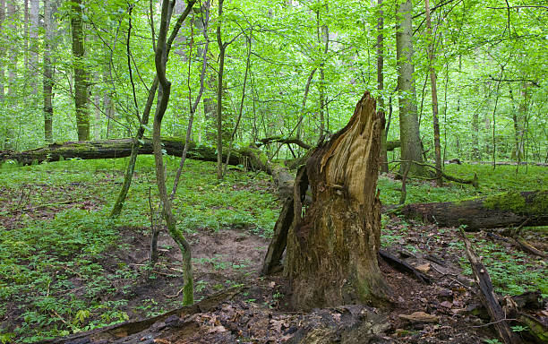 istock Partly declined stump in front of deciduous trees 535485712
