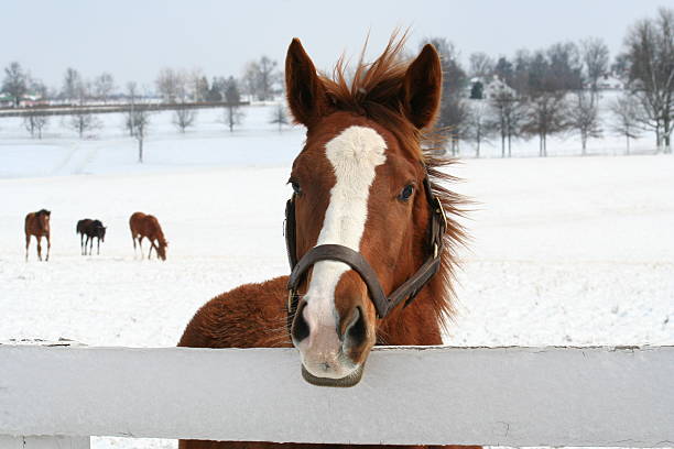 istock Horses in the snow 535485824