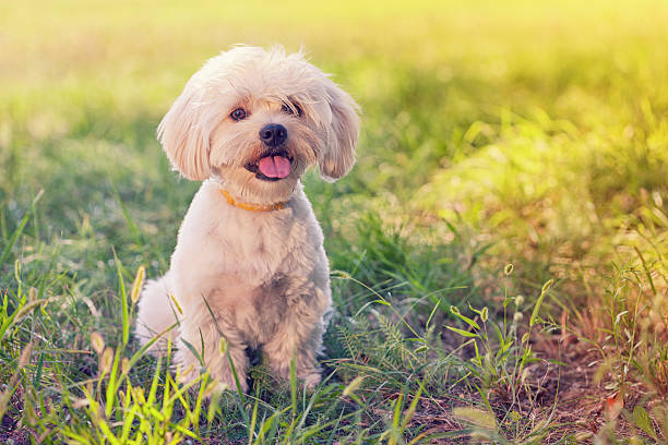 istock Maltese Dog Puppy 535486812