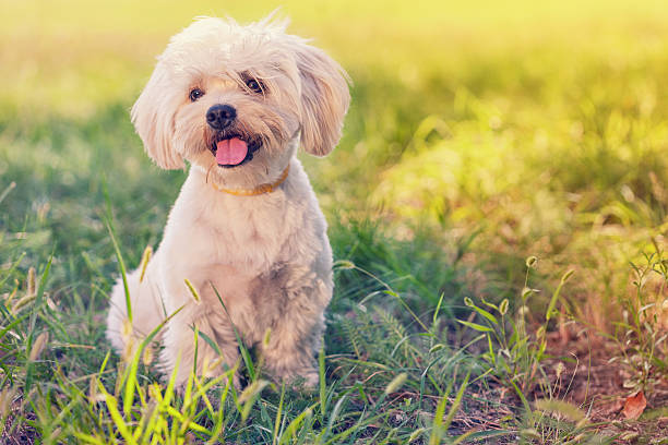 istock Maltese Dog Puppy 535486882