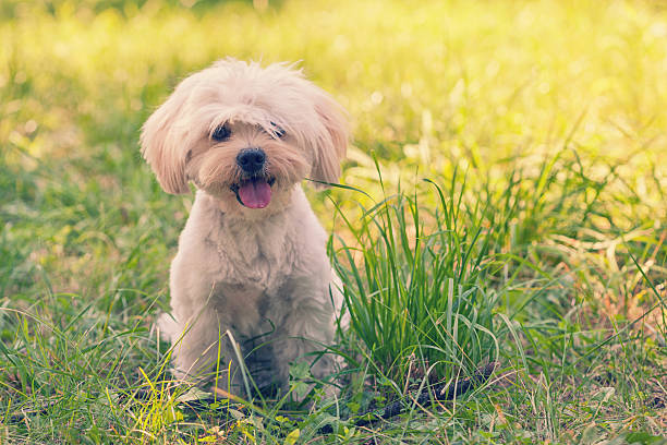 istock Maltese Dog Puppy 535486942