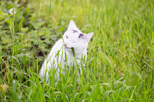 white cat with some darker spots eating grass in garden