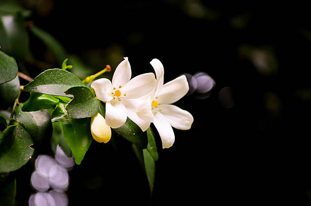 istock Orange Jessamine flower fragrant. 535488156