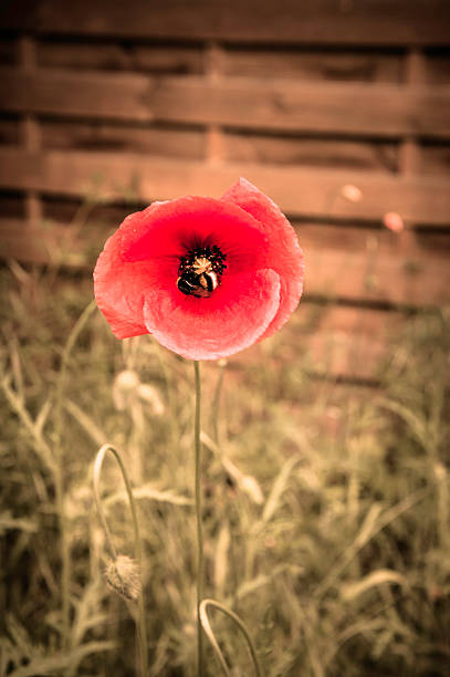 fiore di papavero - poppy retro revival old fashioned macro foto e immagini stock