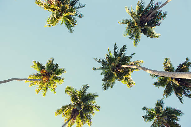 palmiers de noix de coco contre le ciel bleu. - torrid photos et images de collection