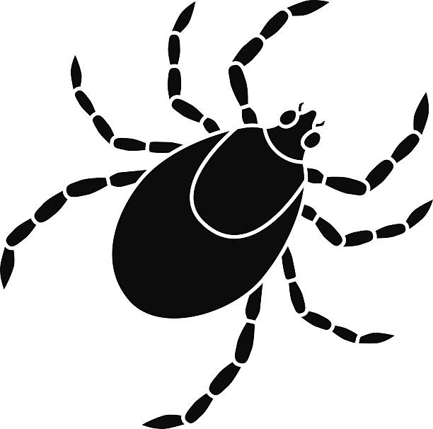 vector tick pest insect in black and white - 蜱 動物 幅插畫檔、美工圖案、卡通及圖標