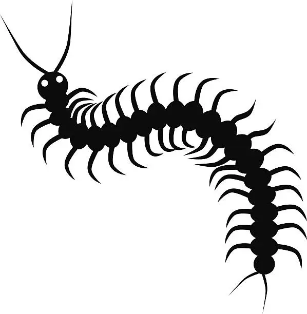 Vector illustration of vector centipede in black and white