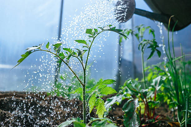 istock watering seedling tomatoes in the greenhouse 535489420