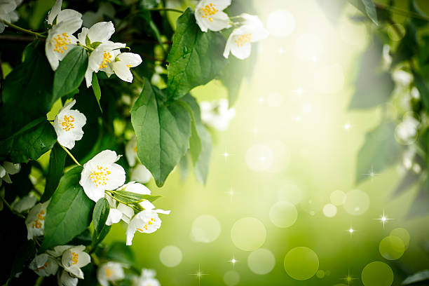 istock branch of jasmine outdoors on a sunny day 535489475