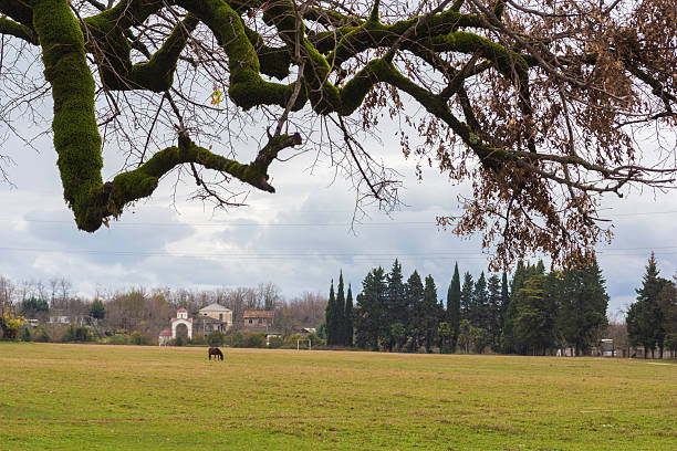 istock Horse in the Field 535489723
