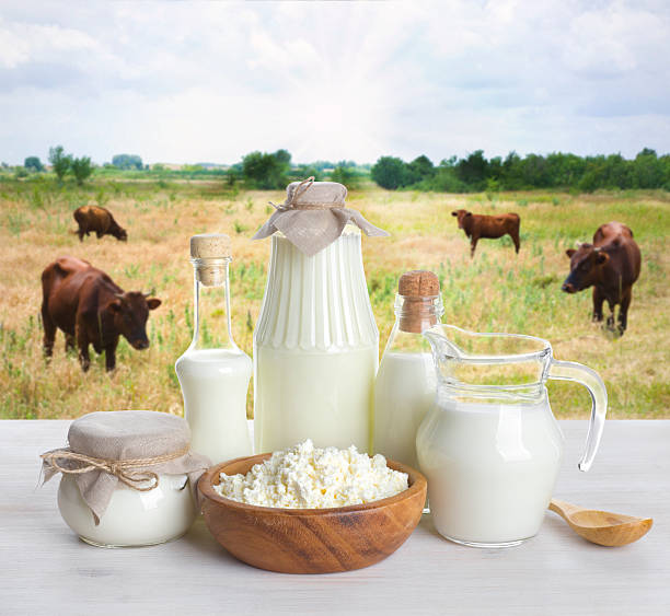 istock Milk on wooden table with cows on the background 535490501