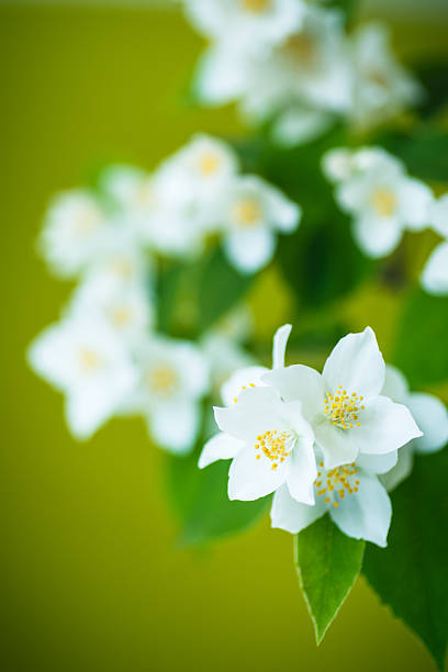 istock branch of jasmine 535490585