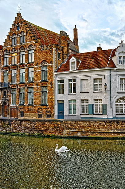 istock Swan on canals of Bruges, Belgium 535490809