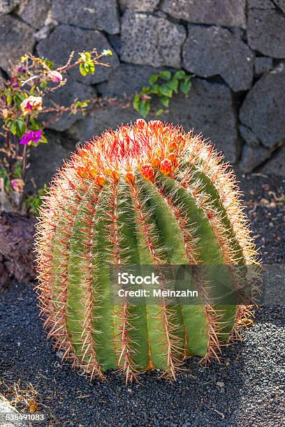 Cactuses In Lanzarote Spain Echinocactus Grusonii Stock Photo - Download Image Now - 2015, Areola, Barrel