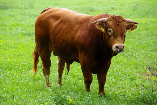 photograph of a white bull in the pasture