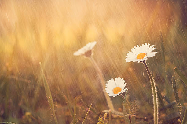 flor de margarita lluvia en spring meadow - single flower flower daisy chamomile fotografías e imágenes de stock