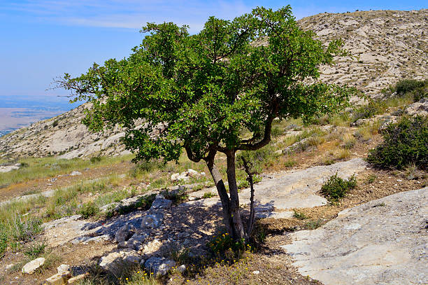 istock Tree in the mountains, Kadamzhay, Kyrgyzstan 535494475