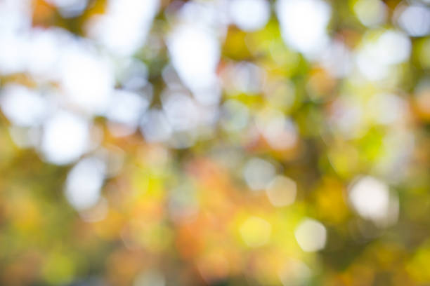 istock Abstract blur with bokhe of light through the trees 535494531