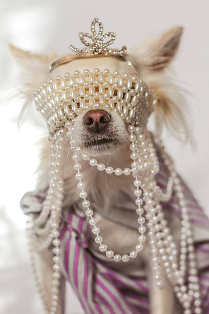 istock Marie antoniette chihuahua 535494923