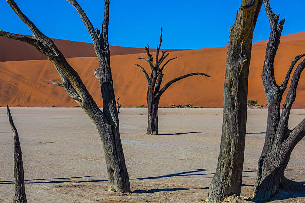 istock Morning long shadows of dry trees 535496184