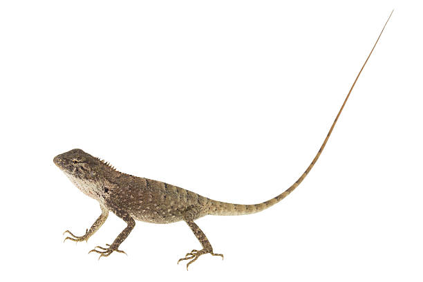 istock Close up chameleon isolated on white background. 535496842