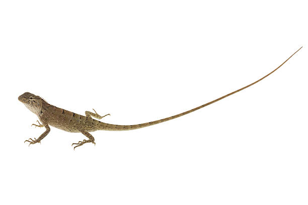 istock Close up chameleon isolated on white background. 535498114