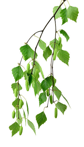 istock Spring blossoms tree birch with young green leaves. /isolated/ 535498138