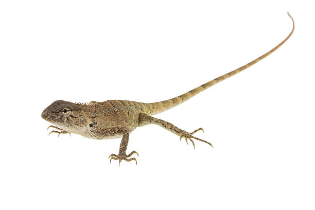 istock Close up chameleon isolated on white background. 535499276