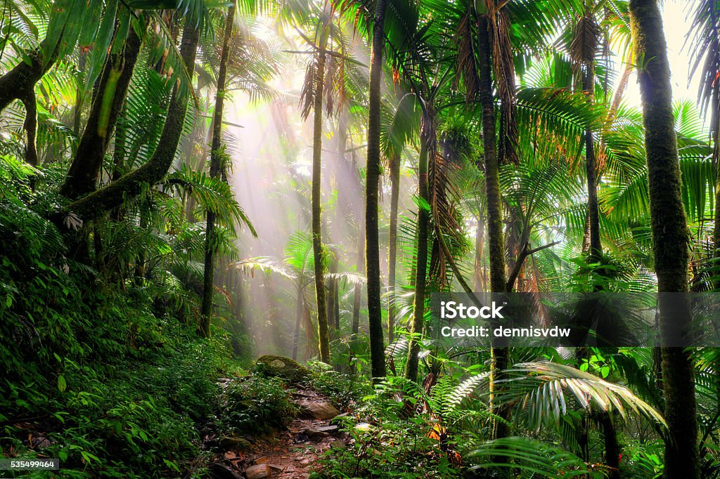 The Anvil morning mist Beautiful jungle path through the El Yunque national forest in Puerto Rico Rainforest Stock Photo