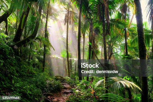 492,500+ Tropical Rainforest Stock Photos, Pictures & Royalty-Free Images -  iStock