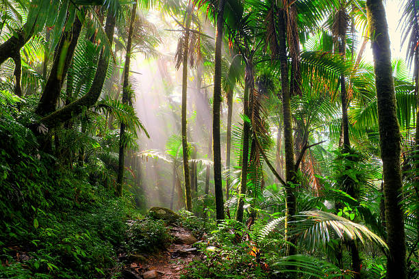 The Anvil morning mist Beautiful jungle path through the El Yunque national forest in Puerto Rico eco tourism photos stock pictures, royalty-free photos & images