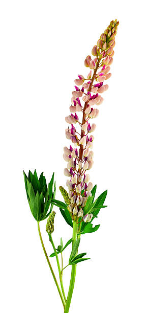 istock Blooming Lupine flower ,/ Isolated on white background without shadows / 535499492