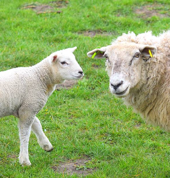 istock sheep and lamb looking livestock farm animals 535499888