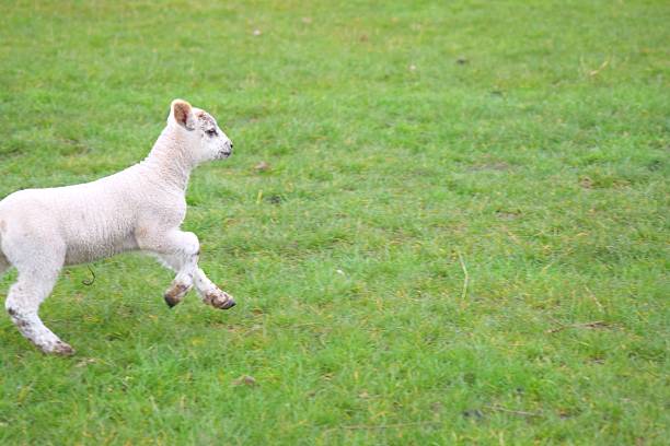 istock joyful galloping lamb sheep livestock farm animal 535500356