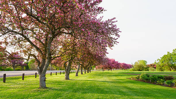 istock Pink blossom trees beside a road 535500970