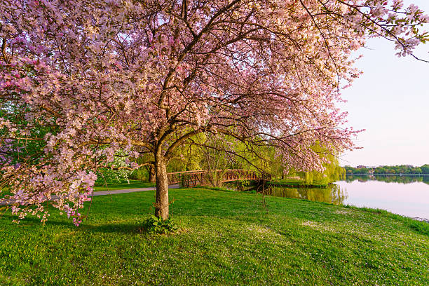 istock Pink blossom trees and foot bridge in a park 535501052