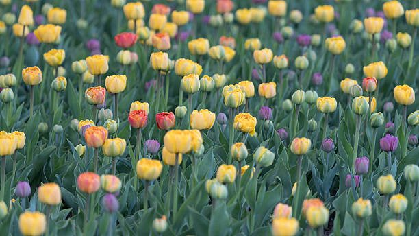 flower bed of tulips at 2016 ottawa tulip festival - ottawa tulip festival imagens e fotografias de stock
