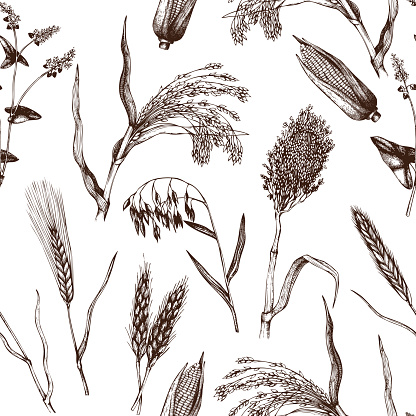 Vector seamless pattern with hand drawn cereal crops sketches.  Farm fresh and locally grown organic products illustration.