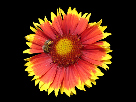 Lone red and orange gaillardia flower with bee on a black background.