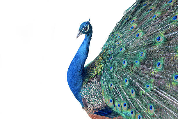 istock Male peacock isolated on white 535502332