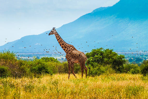 żyrafa (kenia) - south african giraffe zdjęcia i obrazy z banku zdjęć