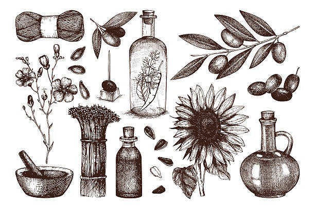 ilustrações, clipart, desenhos animados e ícones de vector coleção de desenhado à mão legumes e óleo de semente de ilustração. - olive tree oil industry cooking oil