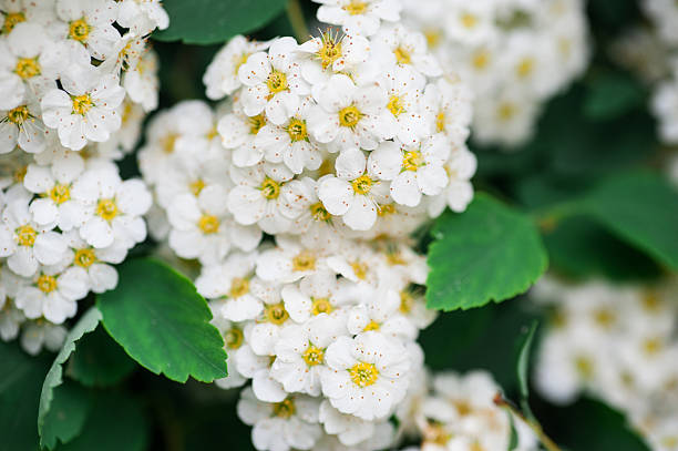 istock Bunches of white flowering shrubs background in spring park 535503472