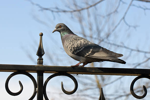 istock Pigeon on a fencing 535504098