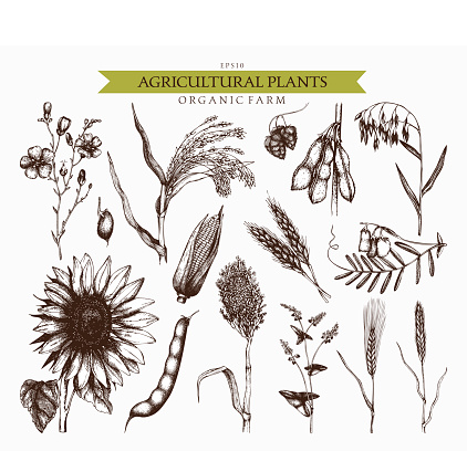 Vector collection of ink hand drawn agricultural plants sketches. Vintage illustration with legumes, cereal crops, sunflower and flax.