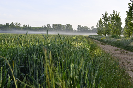 barley planting watered in Spain