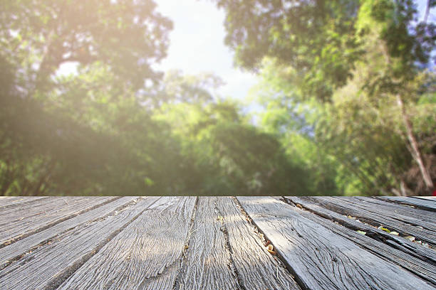istock The landscap background retouch vintage style in forest 535505404